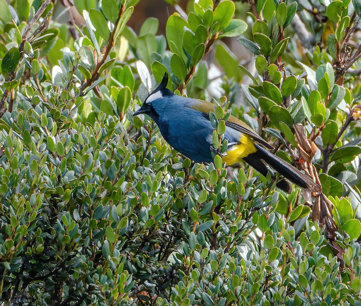 Western Crested Berrypecker - ML615419930
