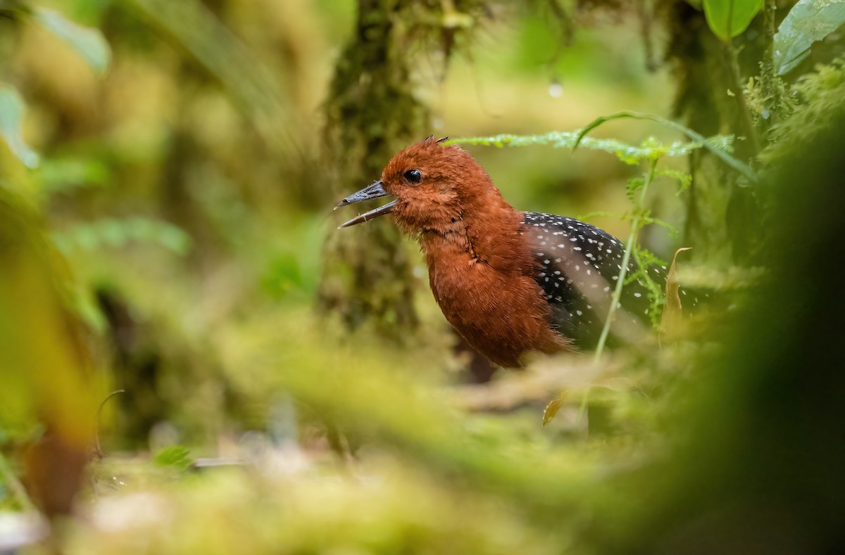 Chestnut Forest Rail - ML615419953