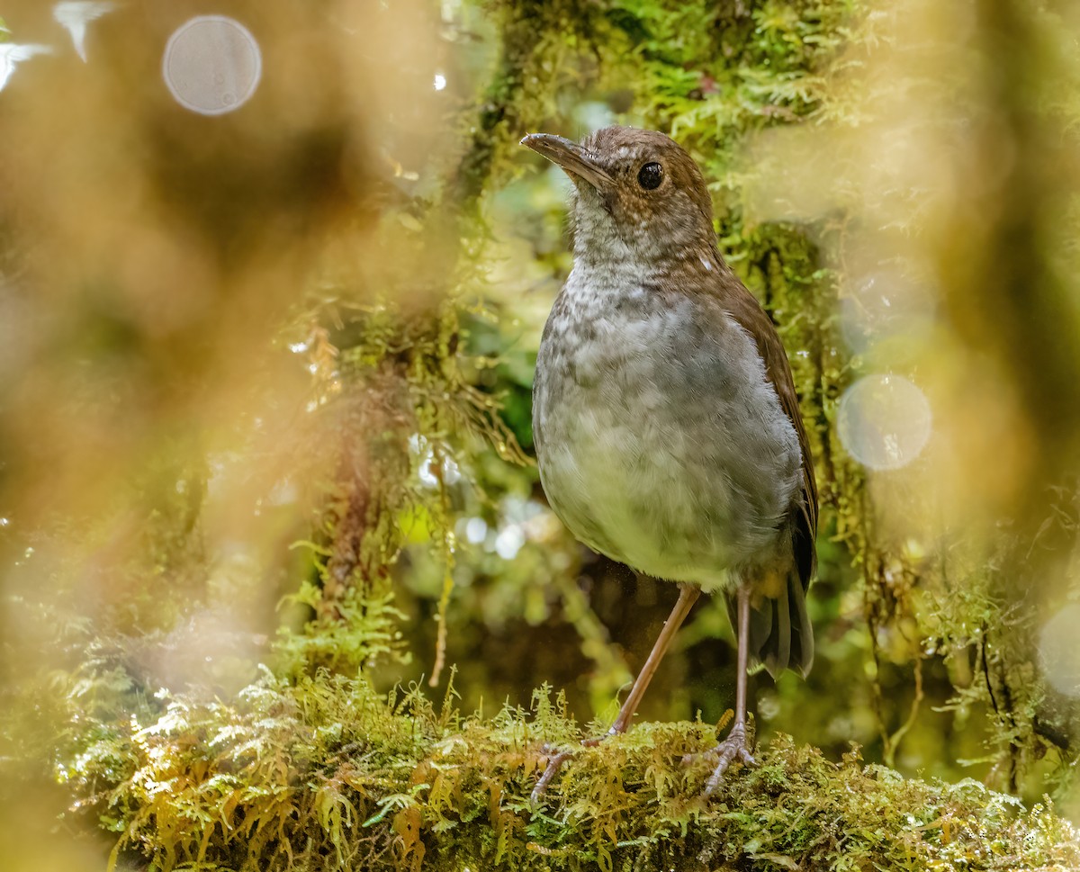 Greater Ground-Robin - Wilbur Goh