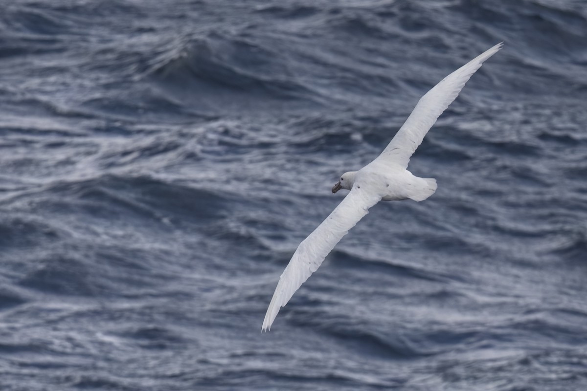 Southern Giant-Petrel - ML615420012