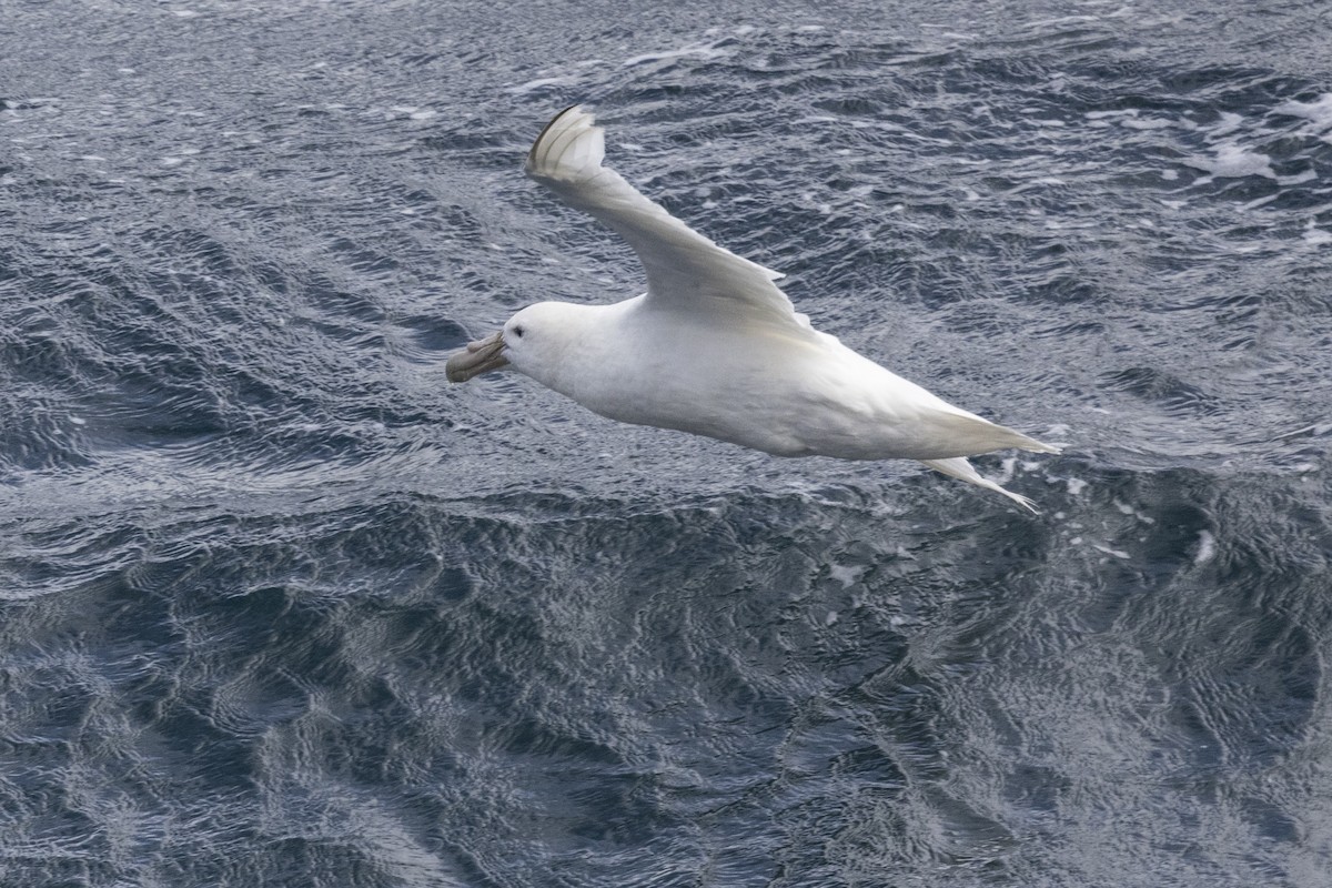 Southern Giant-Petrel - ML615420013