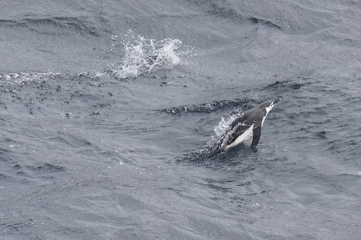 Chinstrap Penguin - ML615420019