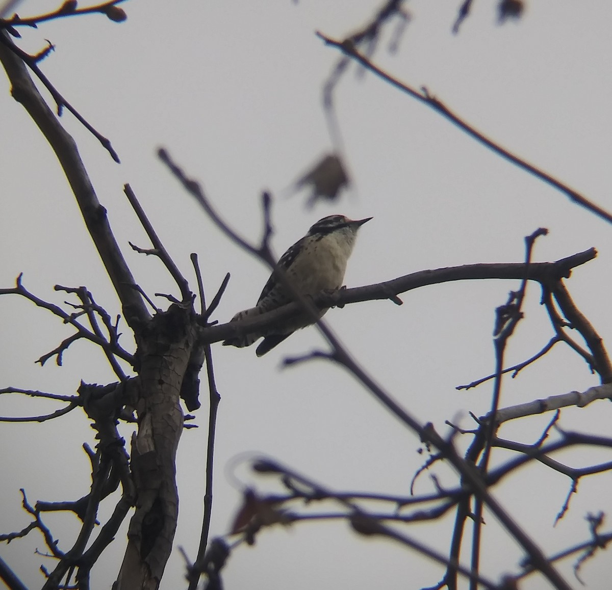 Nuttall's Woodpecker - ML615420051