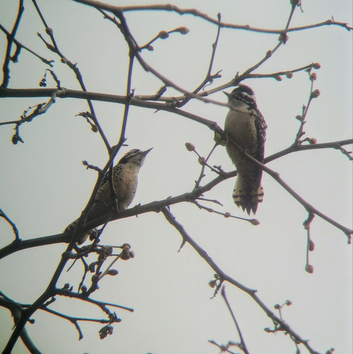 Nuttall's Woodpecker - ML615420053