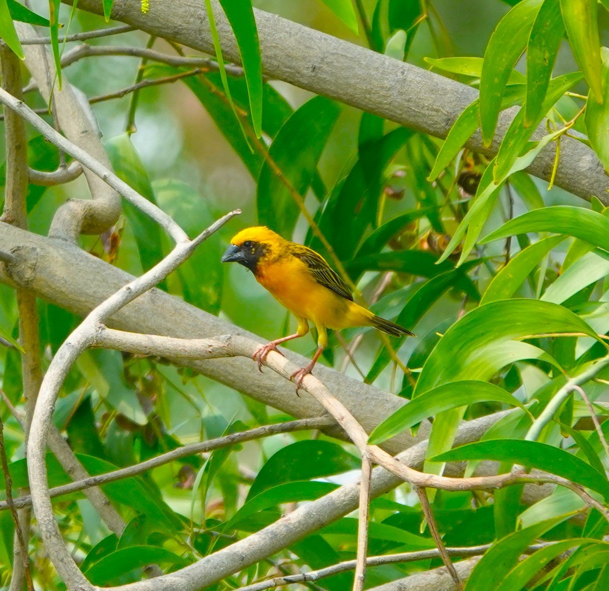 Asian Golden Weaver - Mark Camilleri