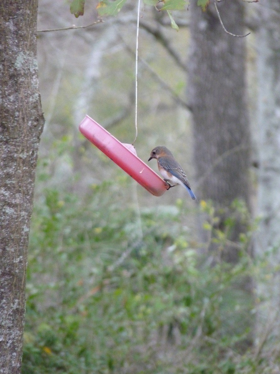 Eastern Bluebird - ML615420126