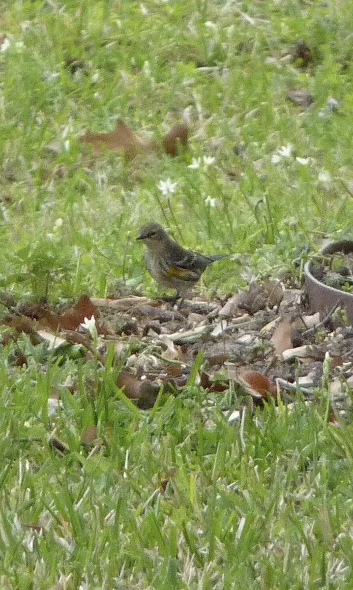 Yellow-rumped Warbler - ML615420133