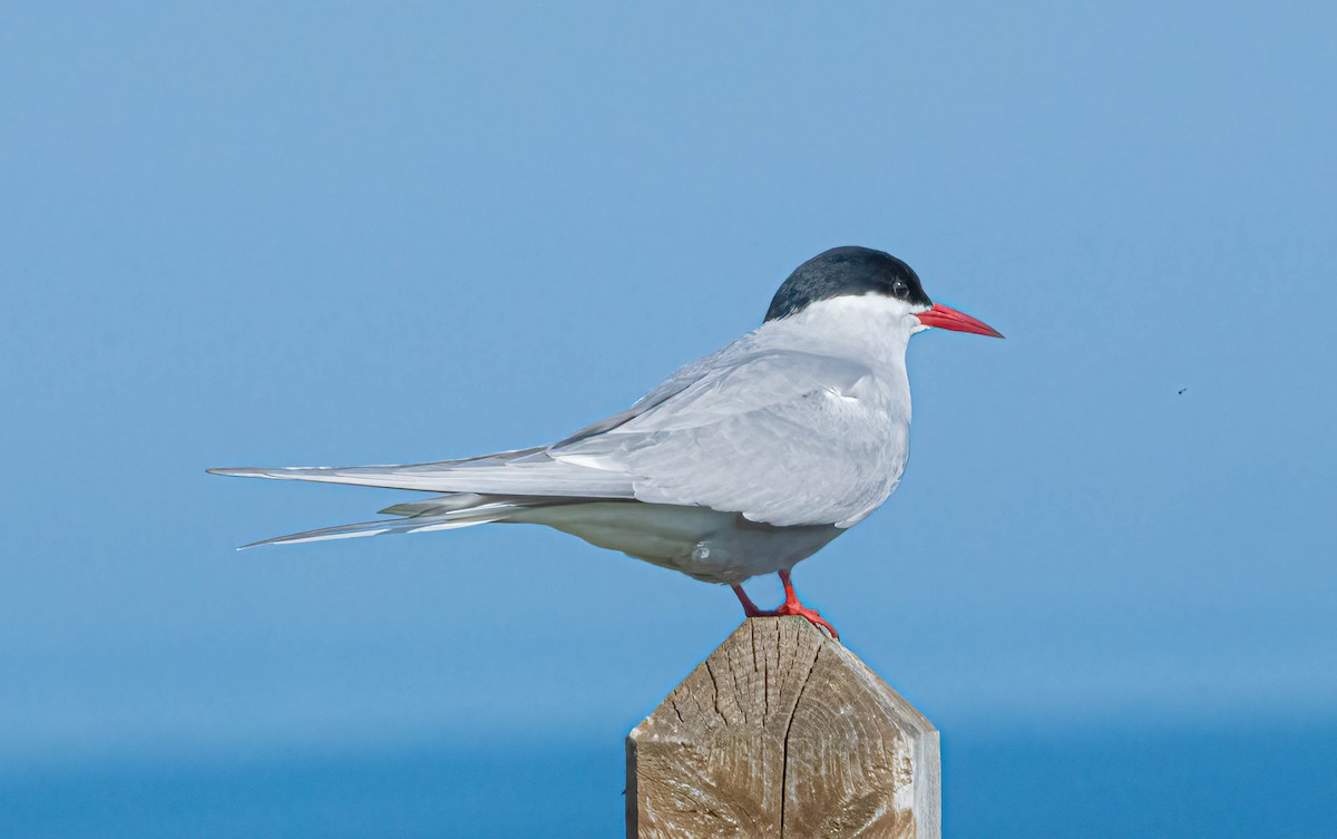 Arctic Tern - Courtney Rella