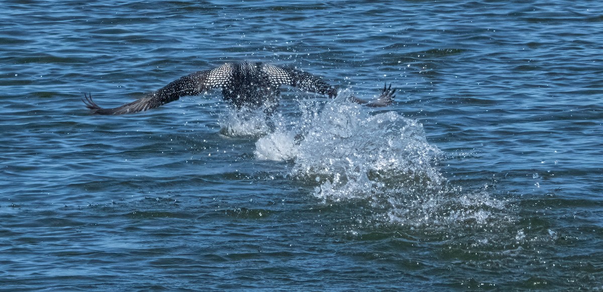 Common Loon - ML615420155