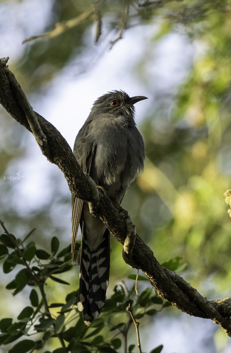 Cuco Pechigrís - ML615420204