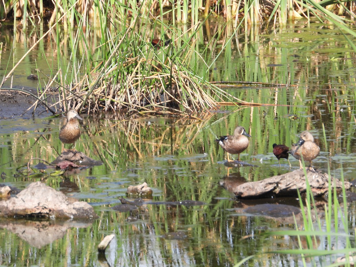 Blue-winged Teal - ML615420304