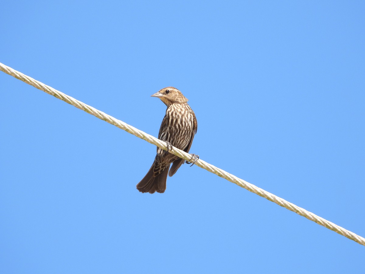 Red-winged Blackbird - ML615420309