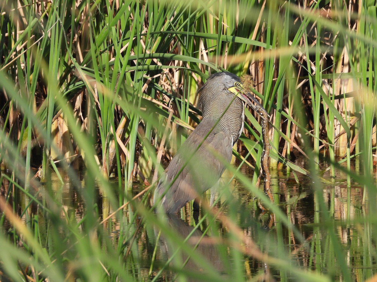 Bare-throated Tiger-Heron - ML615420314