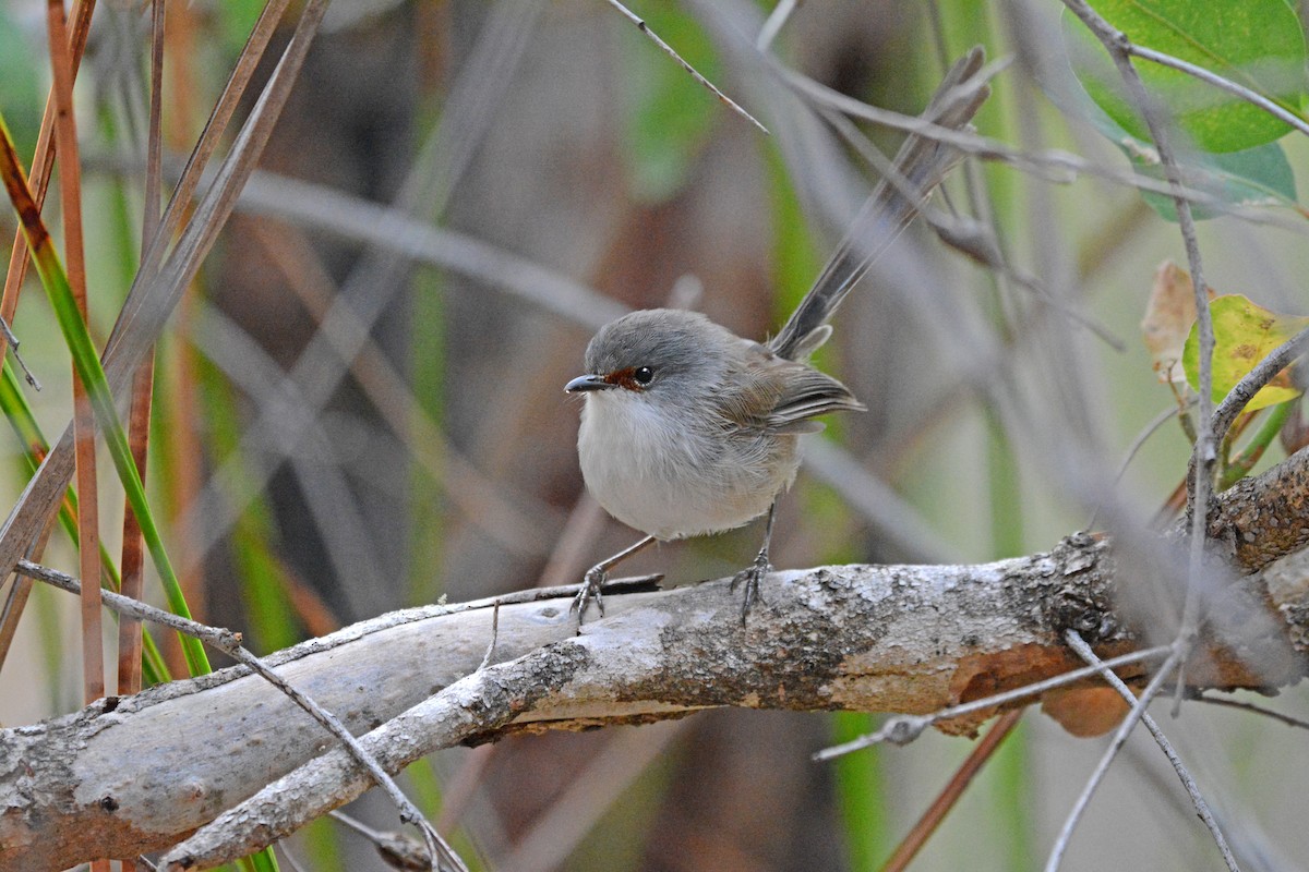 Red-winged Fairywren - Gerald Allen