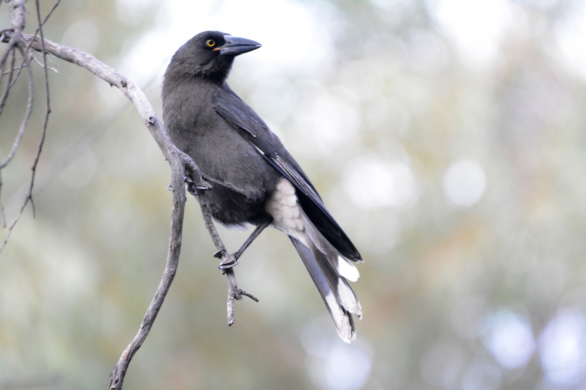 Gray Currawong - ML615420333