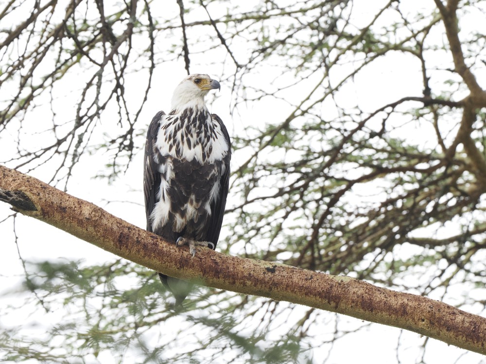 African Fish-Eagle - ML615420349