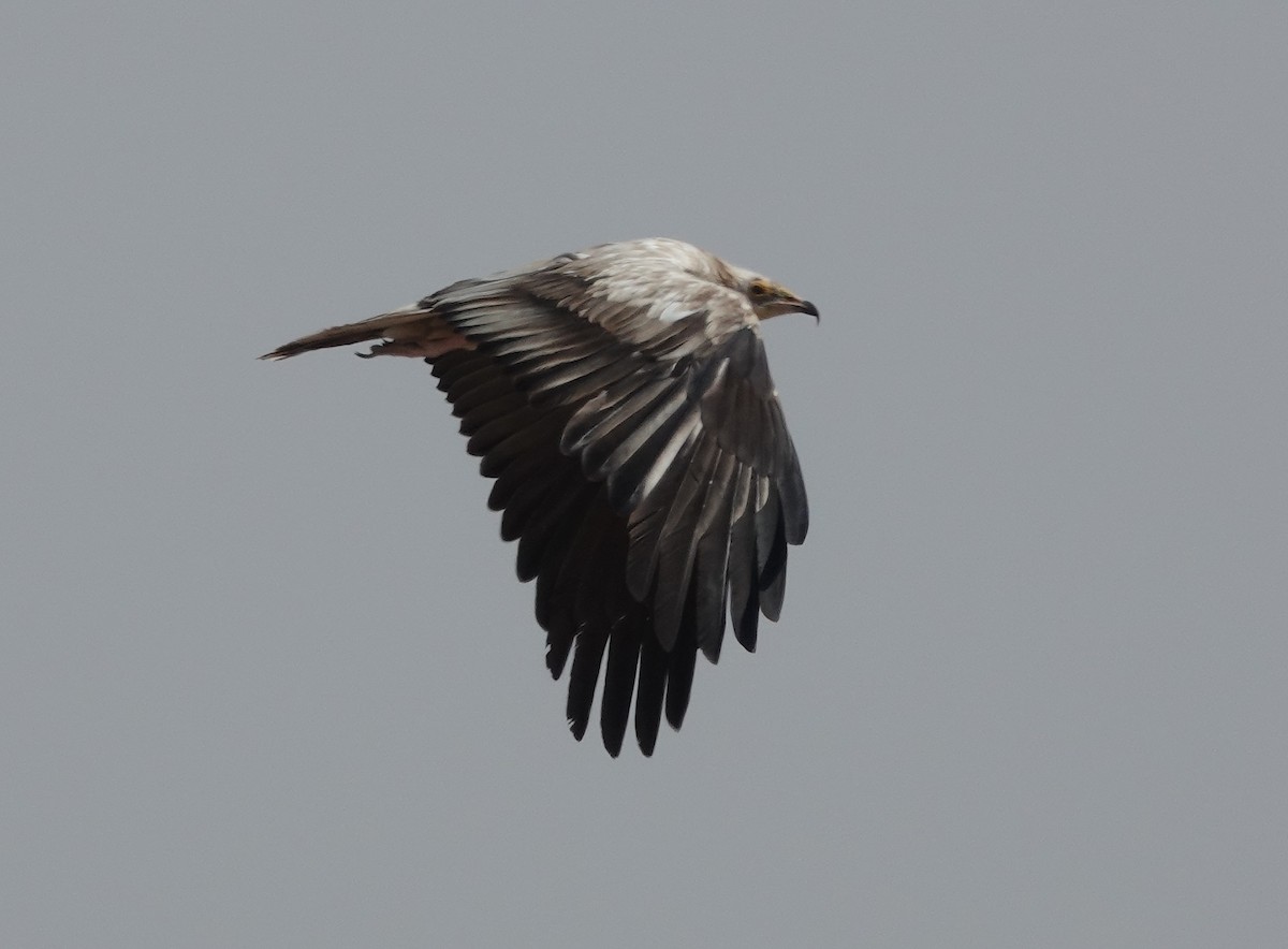 Egyptian Vulture - ML615420372