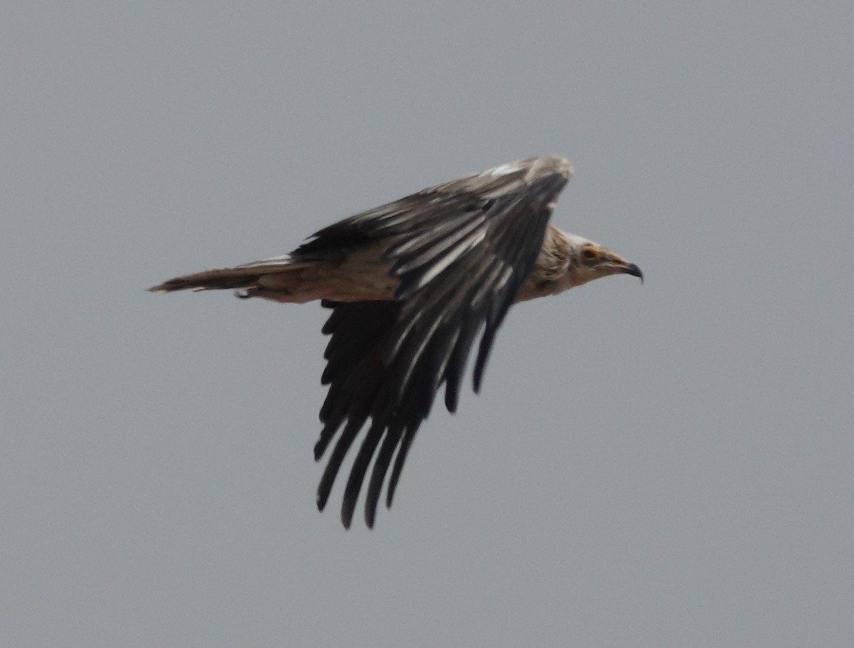 Egyptian Vulture - ML615420374