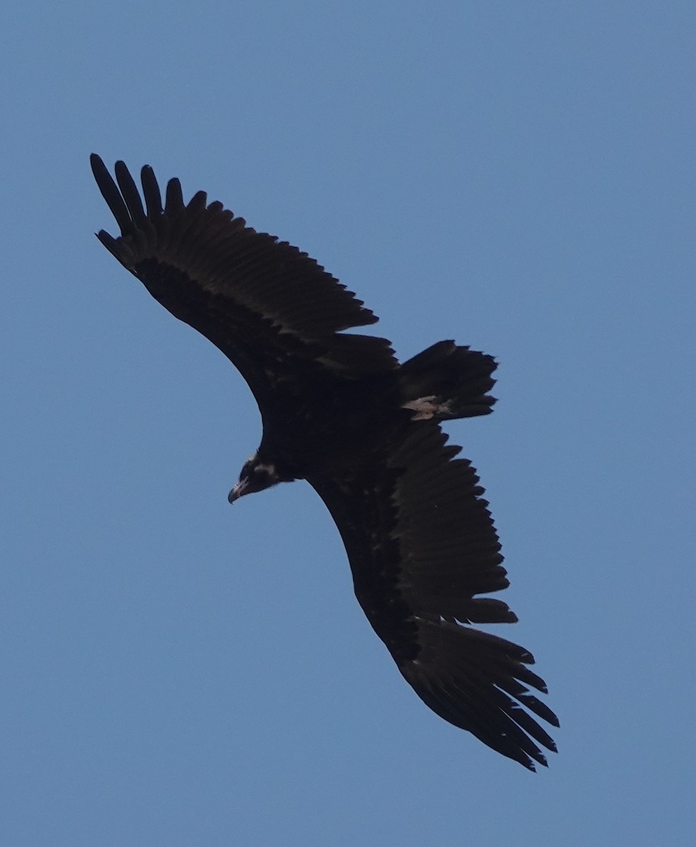 Cinereous Vulture - ML615420383