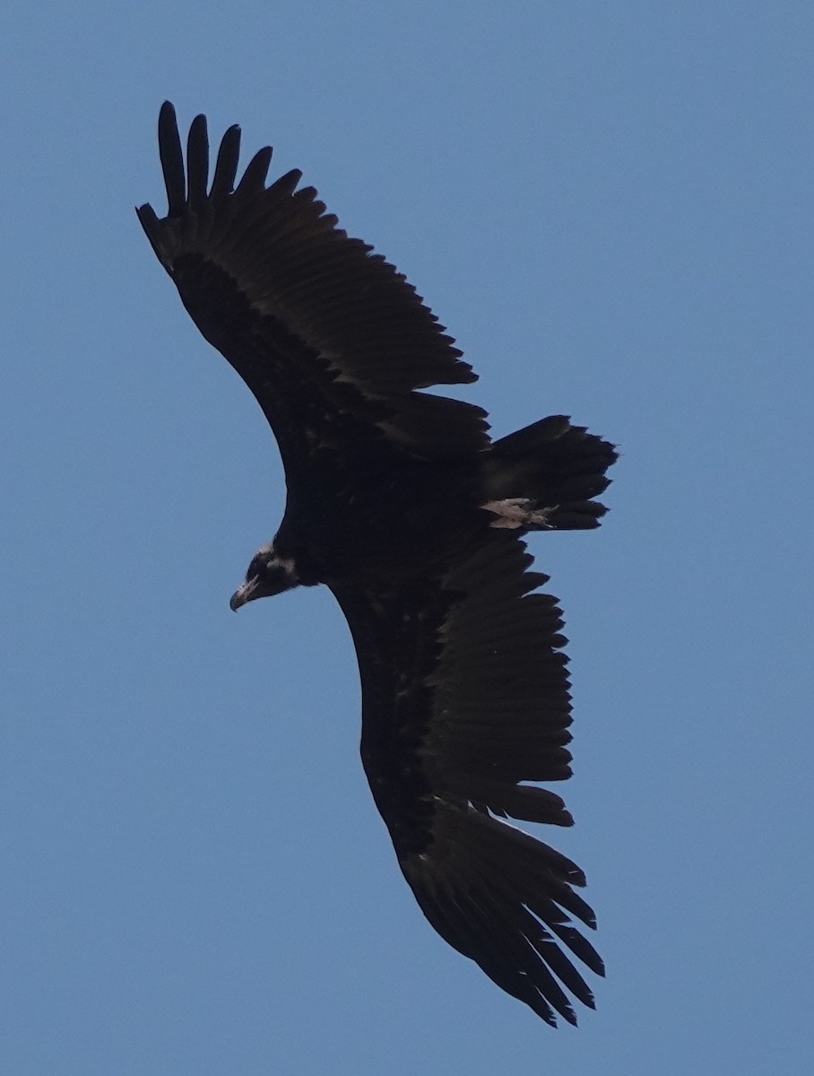 Cinereous Vulture - ML615420384