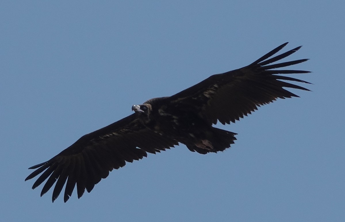Cinereous Vulture - ML615420385