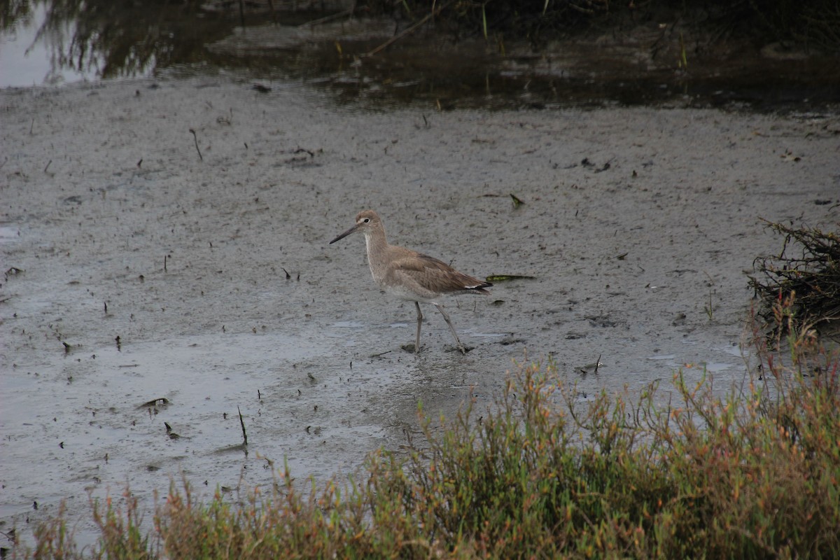 Willet - ML615420425