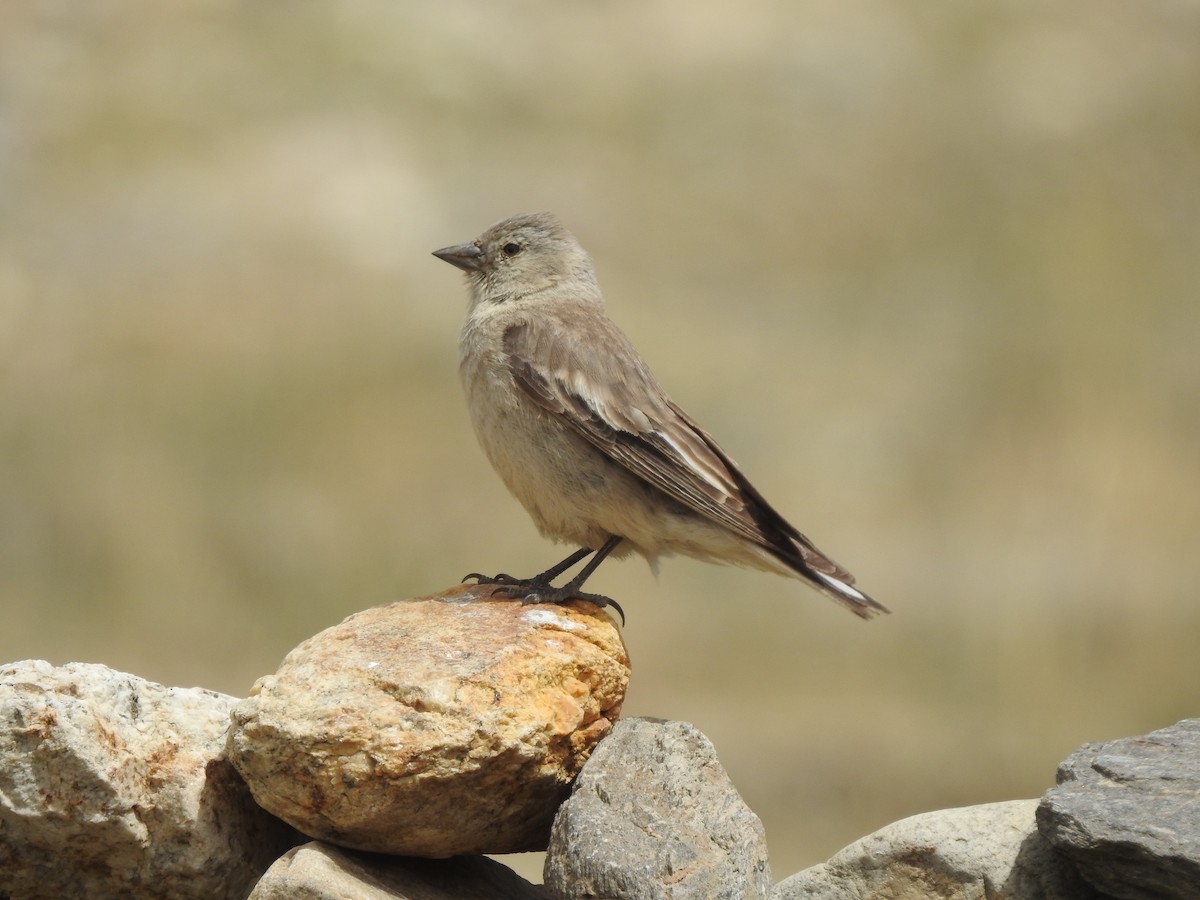 Black-winged Snowfinch - ML615420428