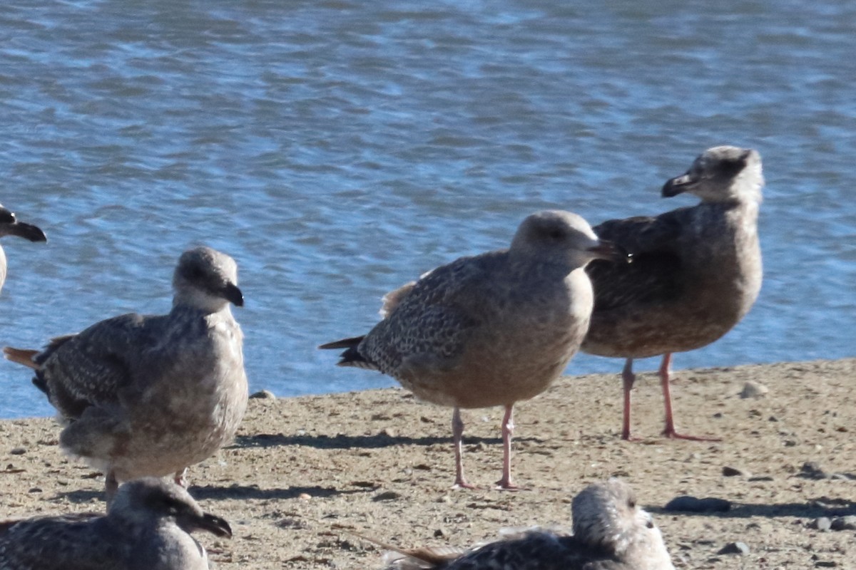 Herring Gull - ML615420441