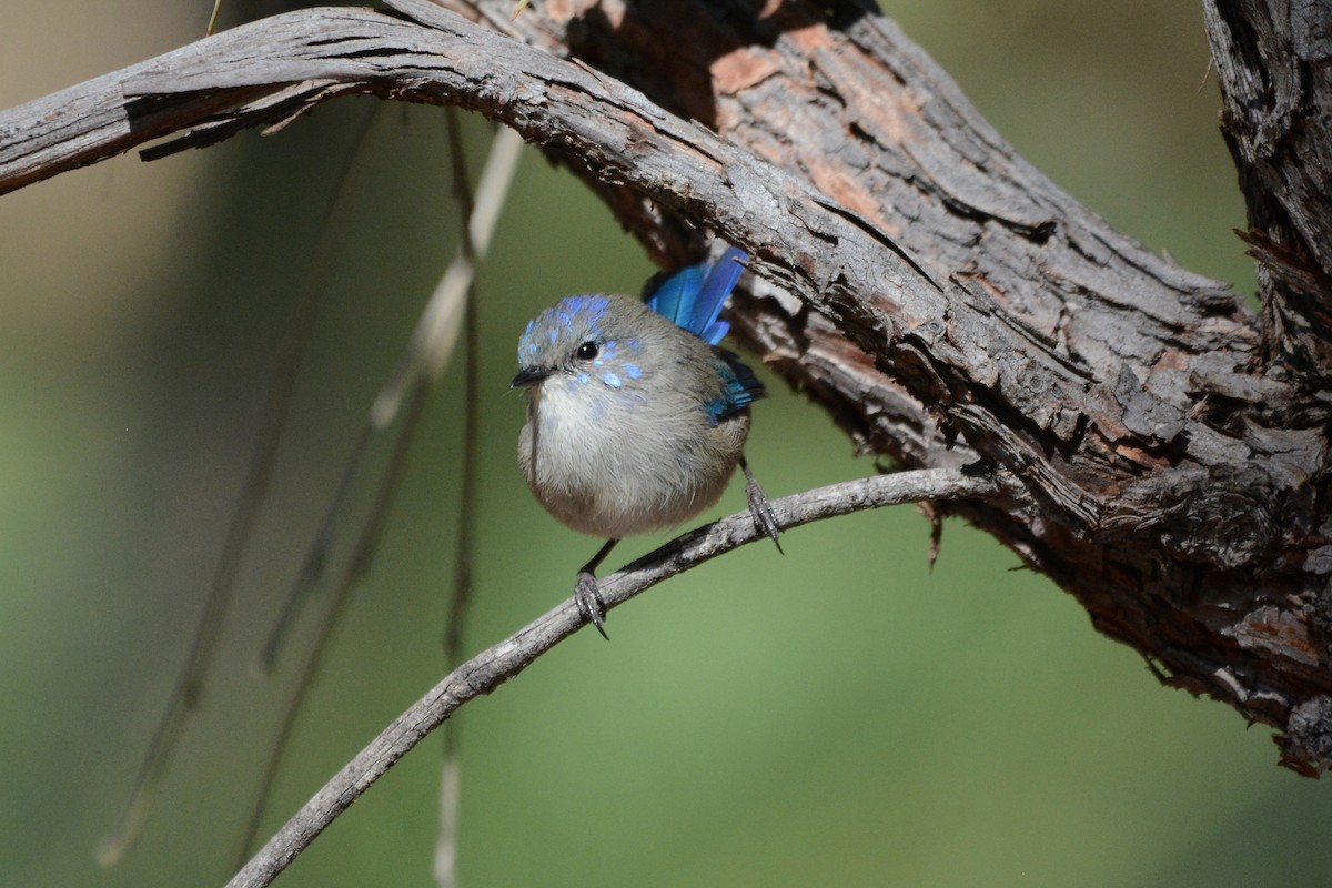 Splendid Fairywren - Gerald Allen