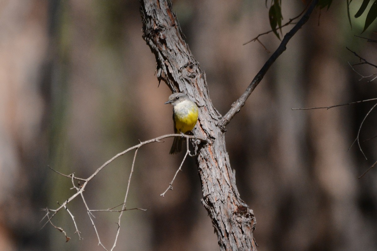 Western Yellow Robin - Gerald Allen