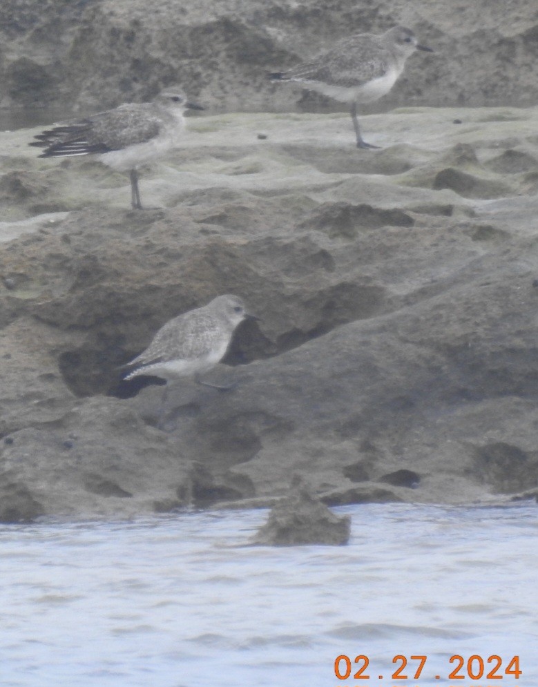 Bécasseau sanderling - ML615420528