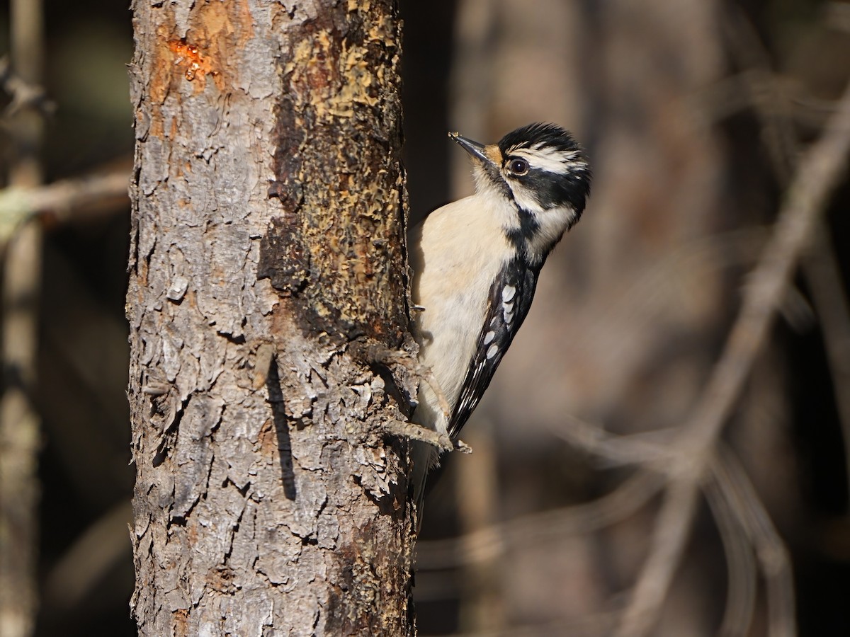 Downy Woodpecker (Eastern) - ML615420531