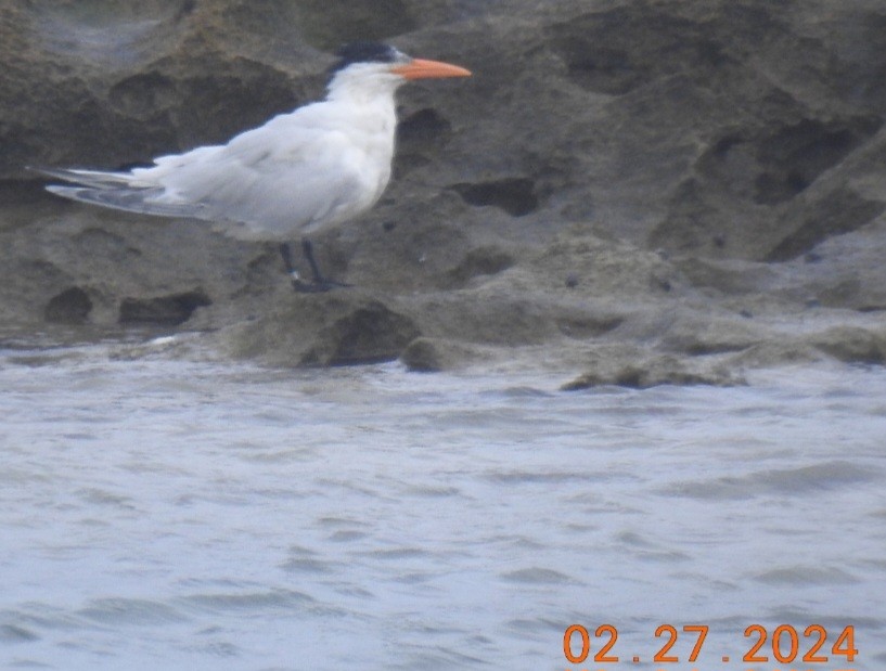 Royal Tern - ML615420532