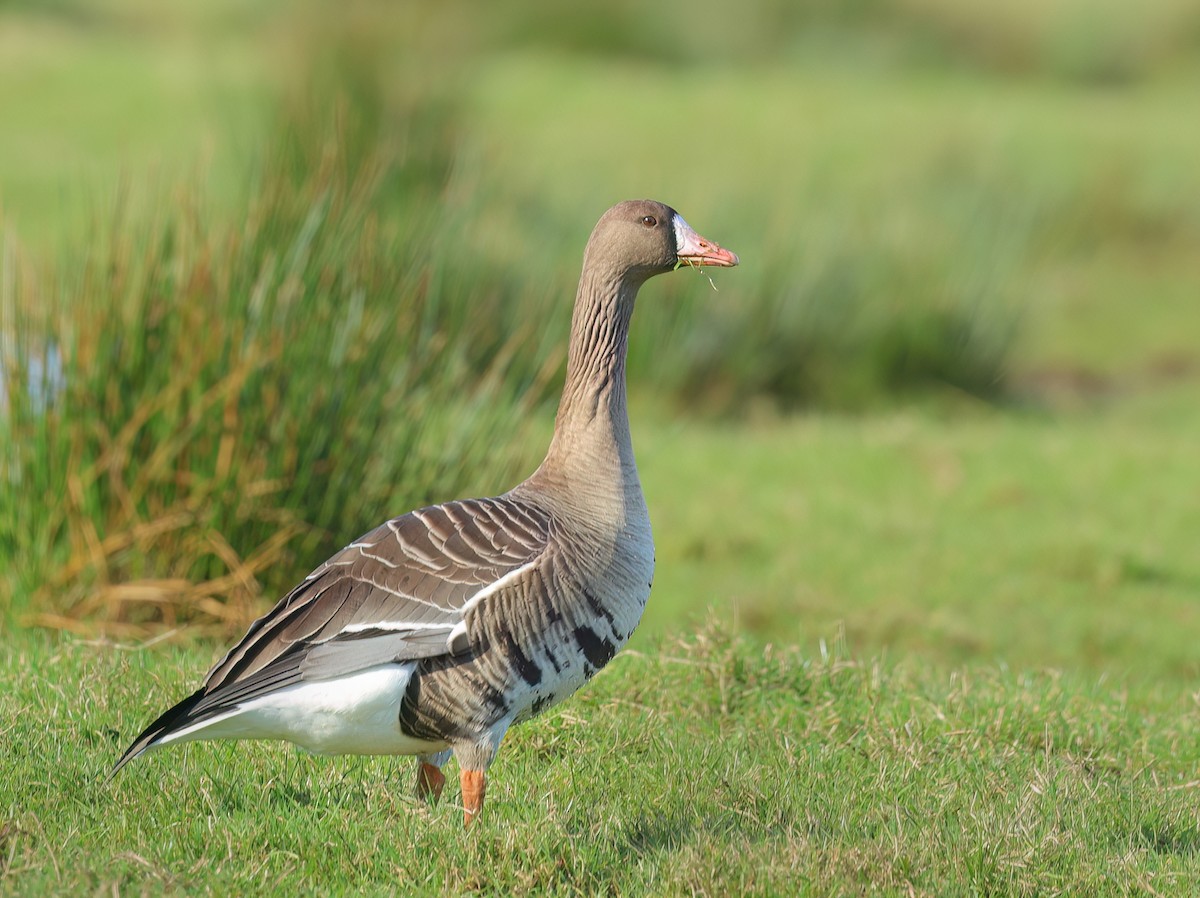 Greater White-fronted Goose - Albert Noorlander