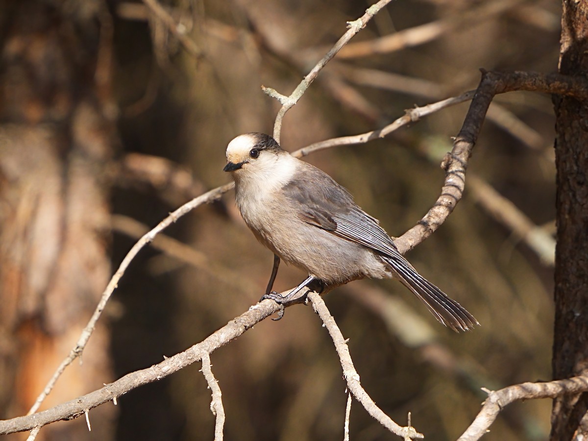 Canada Jay (Boreal) - ML615420549