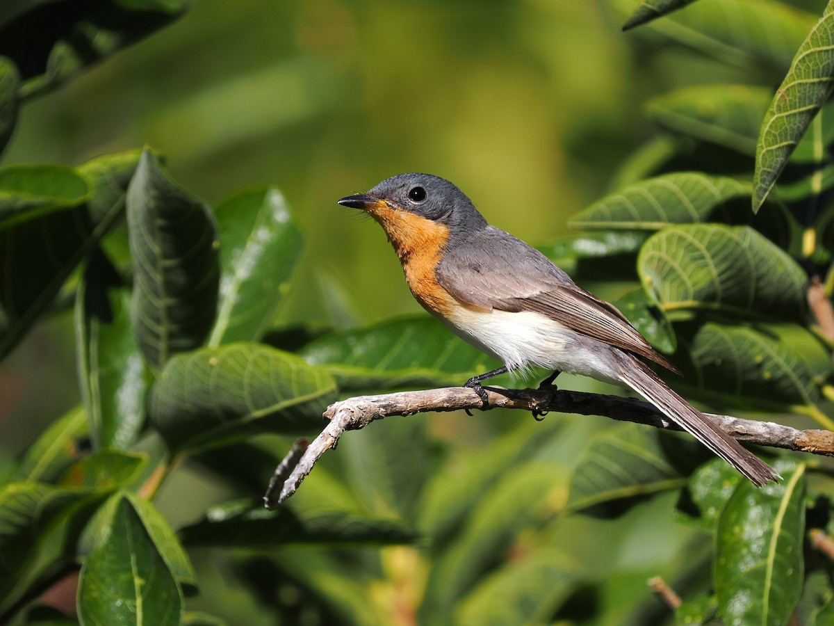 Leaden Flycatcher - ML615420552