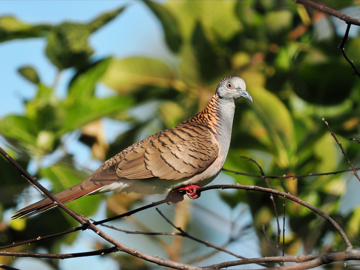 Bar-shouldered Dove - Len and Chris Ezzy