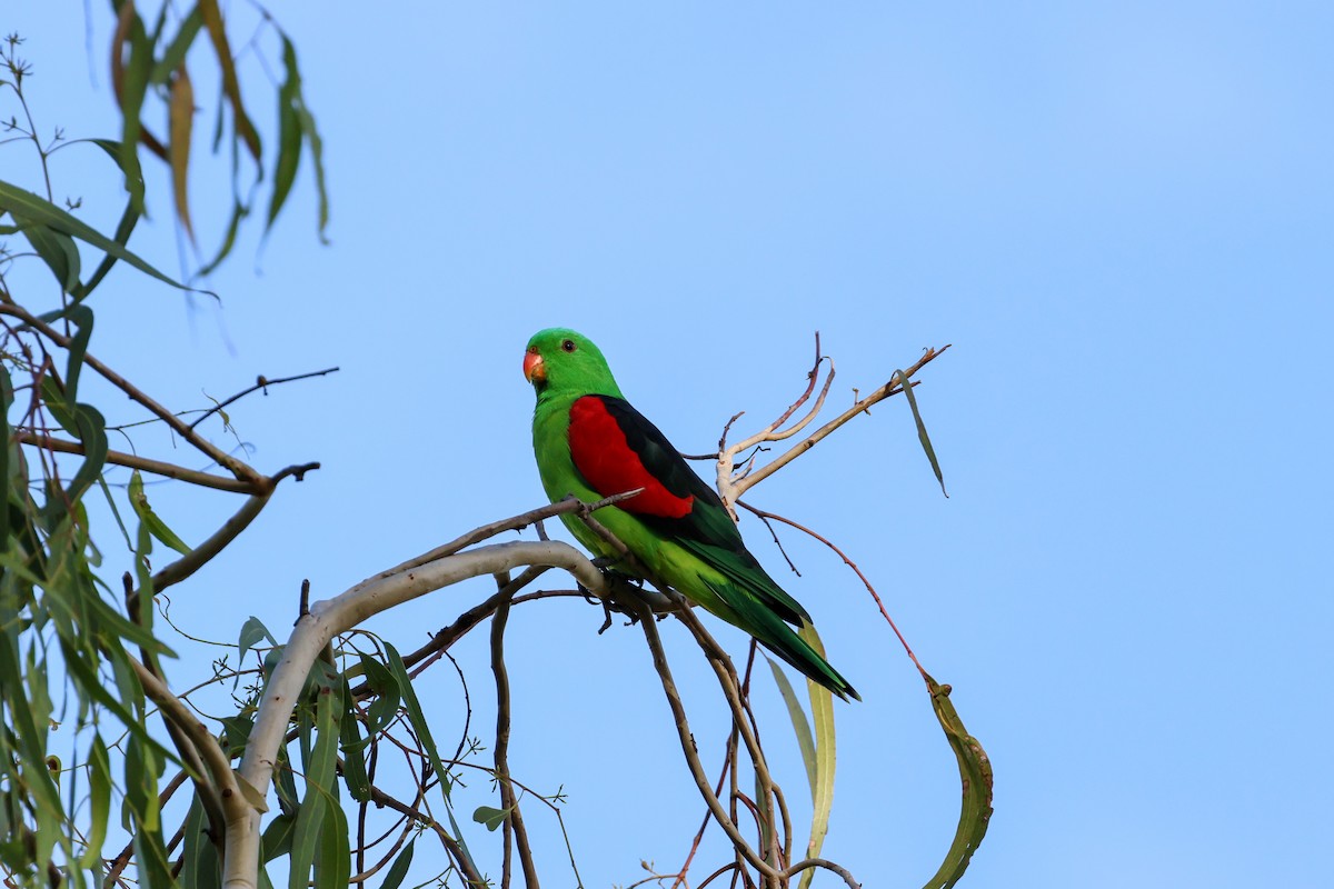 Red-winged Parrot - Sri Evans