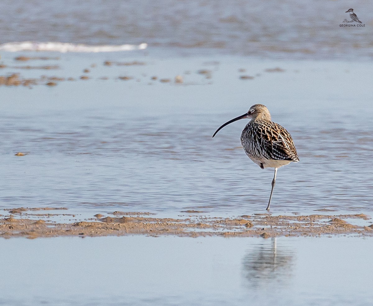 Eurasian Curlew - ML615420672