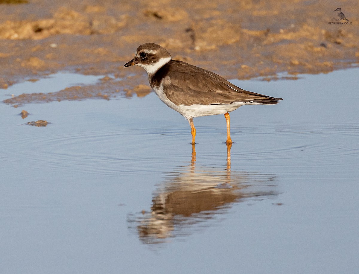 Common Ringed Plover - ML615420711
