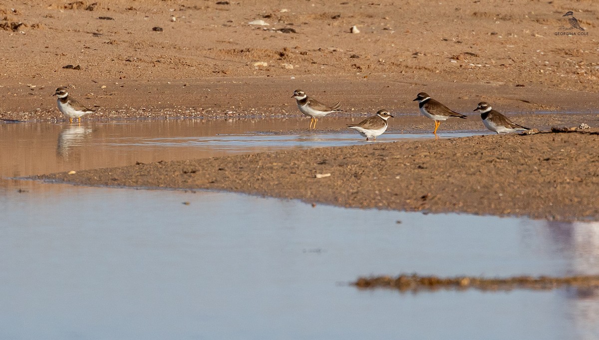 Common Ringed Plover - ML615420712