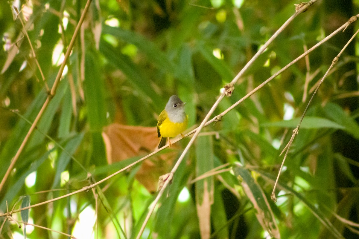 Gray-headed Canary-Flycatcher - ML615420750
