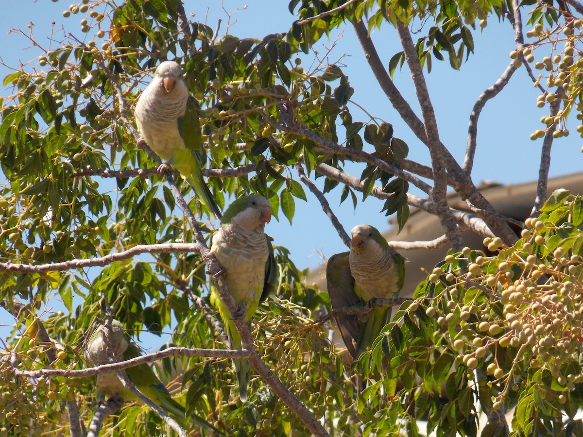 Monk Parakeet - ML615420771