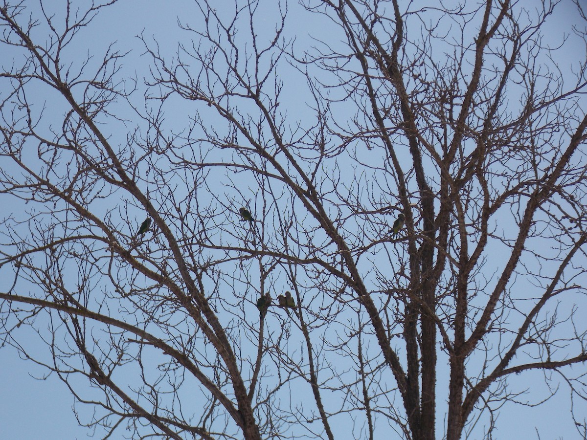 Monk Parakeet - ML615420773