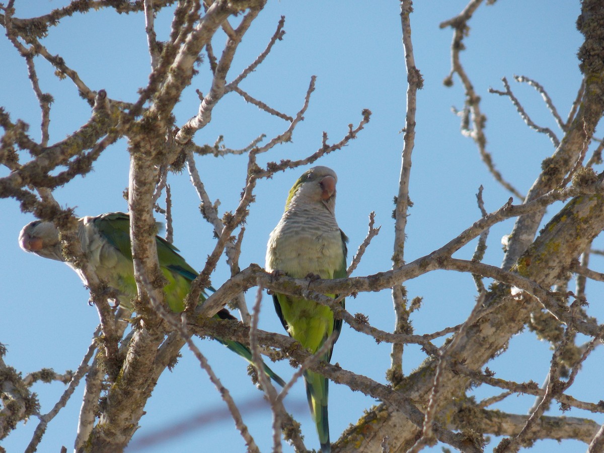 Monk Parakeet - ML615420781