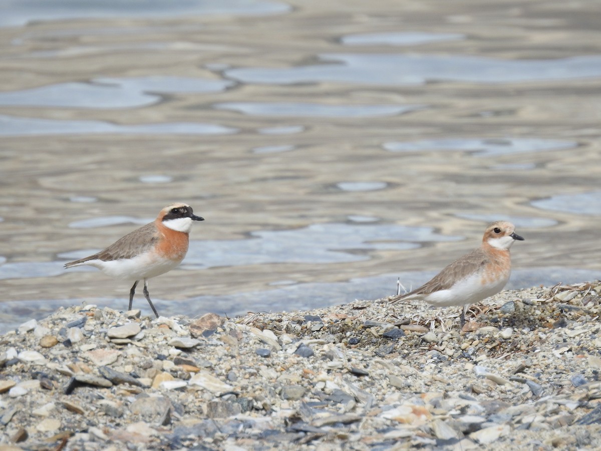 Tibetan Sand-Plover - ML615420788