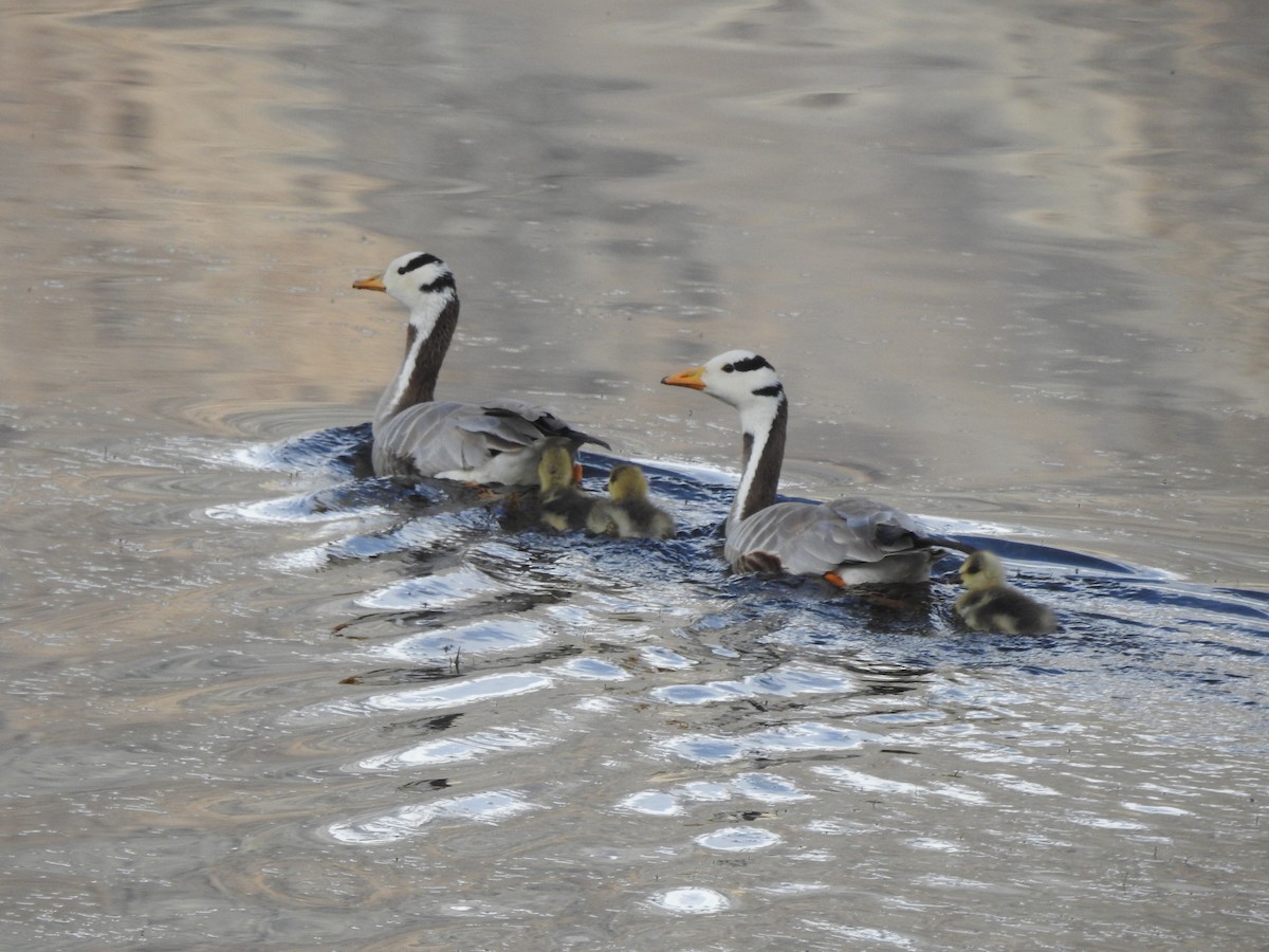 Bar-headed Goose - ML615420789