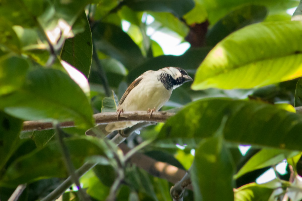 Eurasian Tree Sparrow - ML615420826