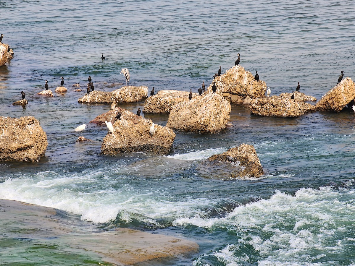 Little/Indian Cormorant - ML615420828