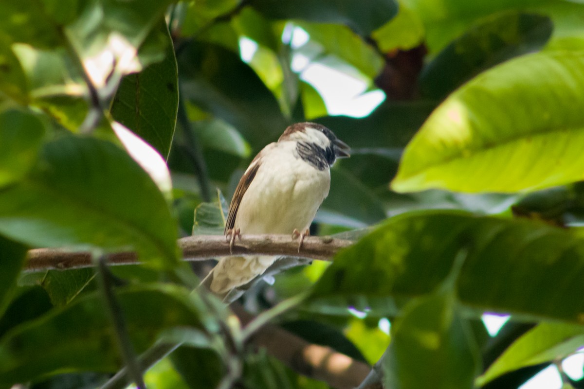 Eurasian Tree Sparrow - ML615420874